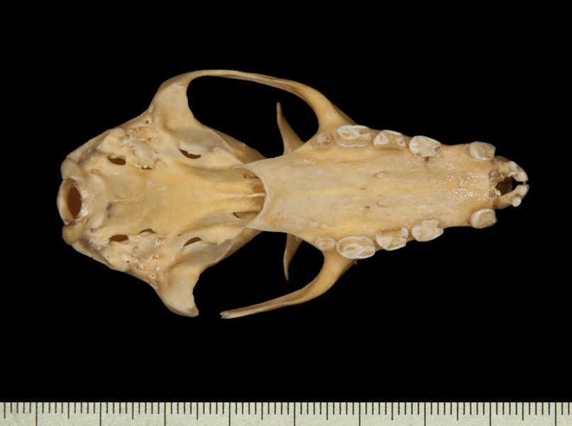 Craniata