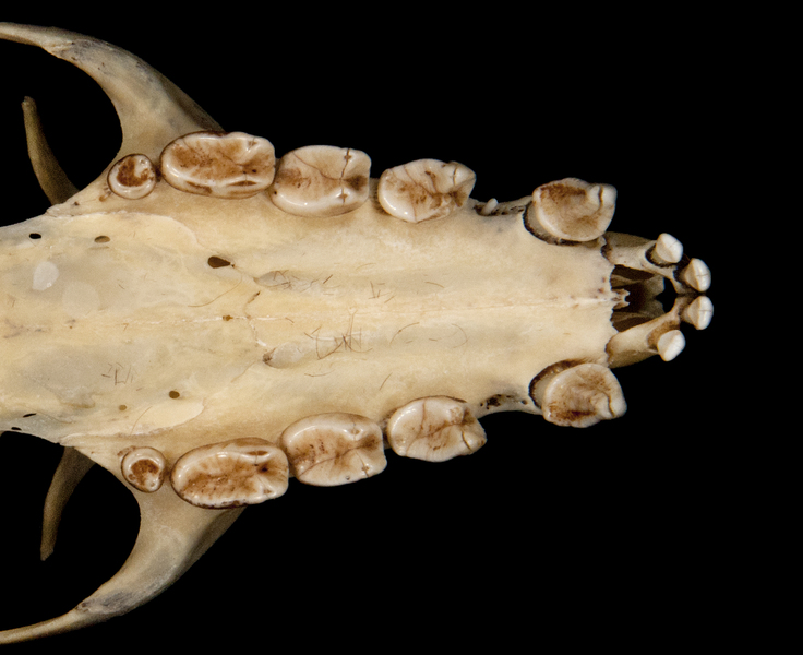 Craniata