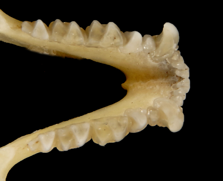 Euteleostomi