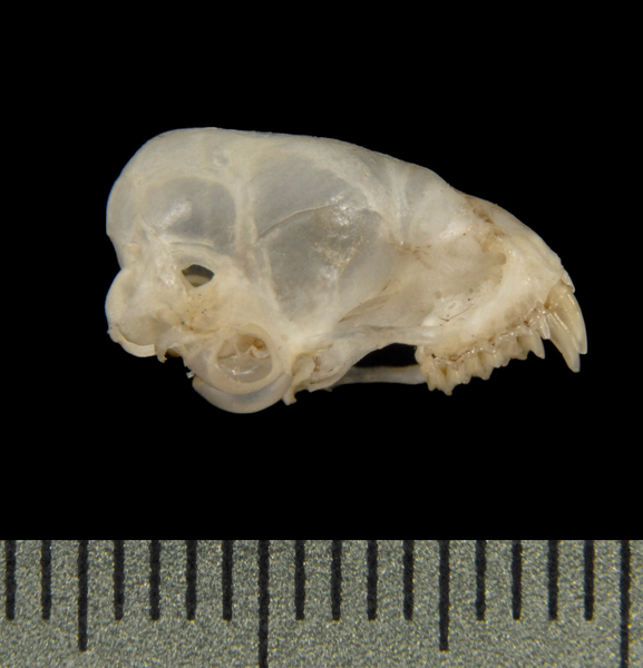 Eumetazoa