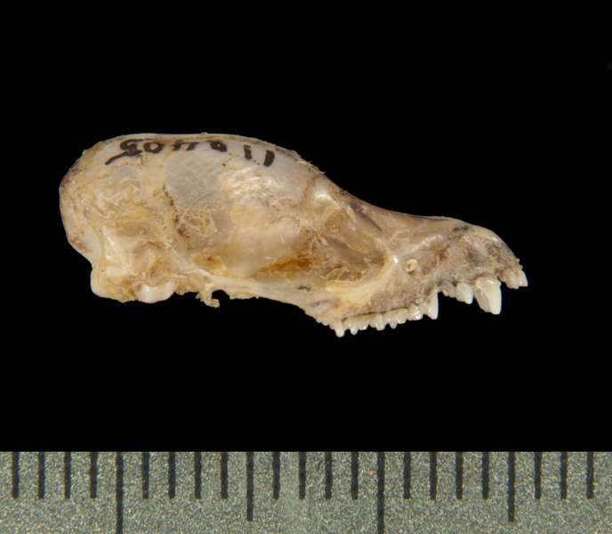 Deuterostomia