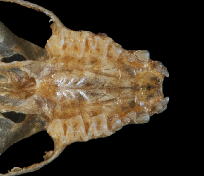 Deuterostomia