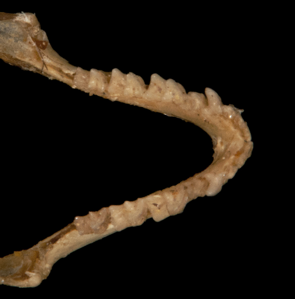 Deuterostomia