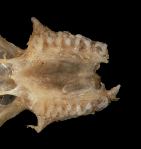 Craniata