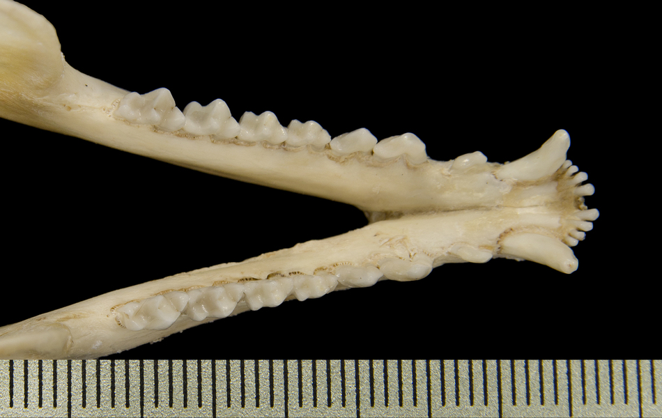 Craniata