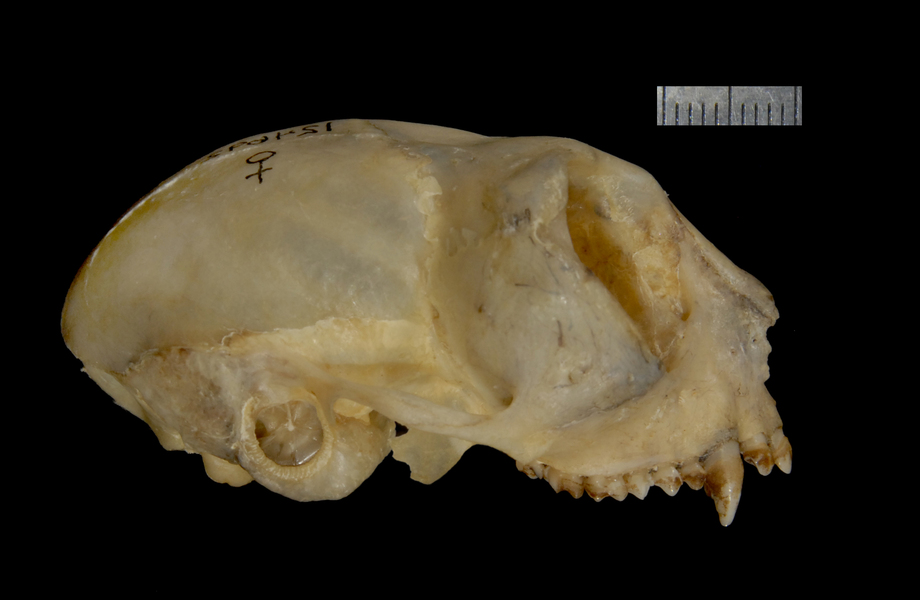 Craniata