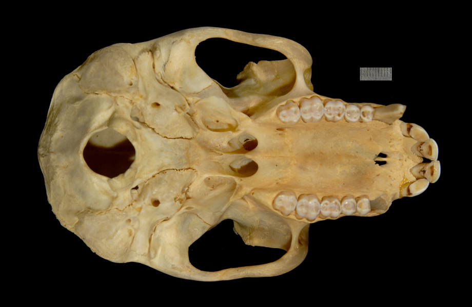 Craniata