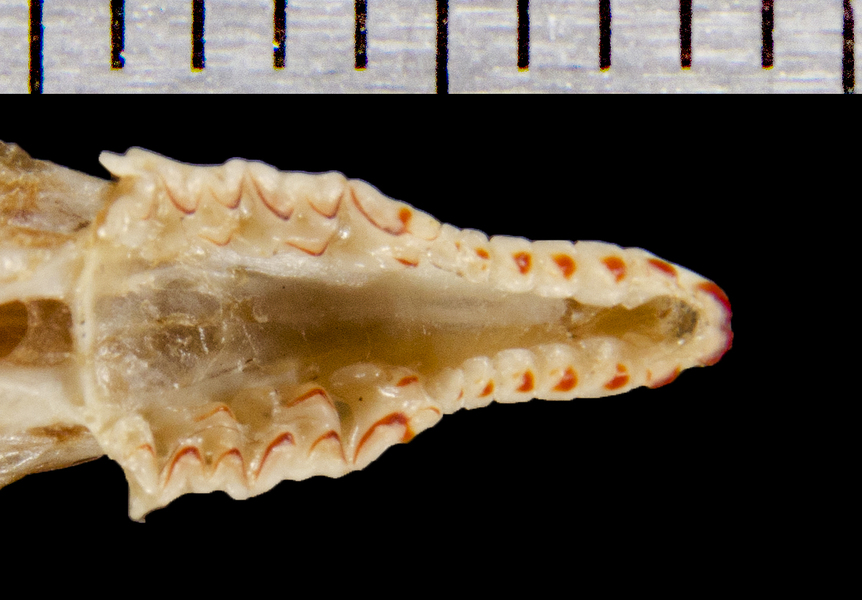 Deuterostomia