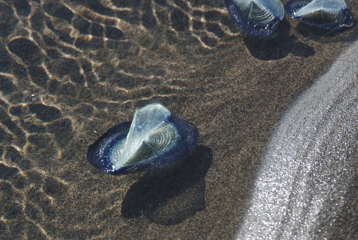 Photo of Velella velella