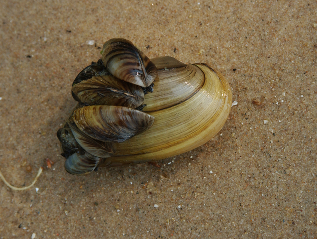 Photo of Dreissena polymorpha