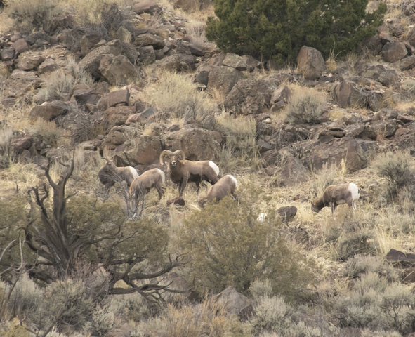 Photo of Ovis canadensis