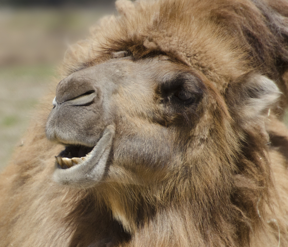 Photo of Camelus bactrianus