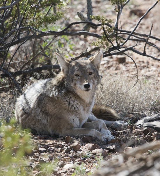 Canis latrans