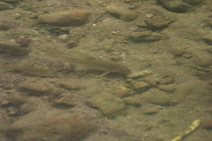 Photo of Catostomus insignis