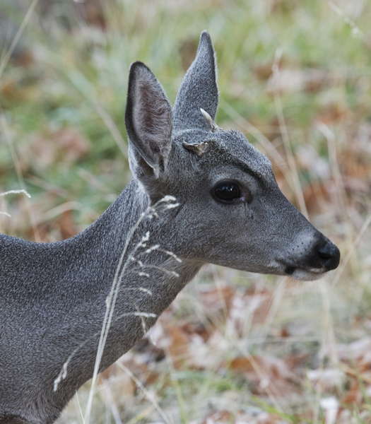 Odocoileus