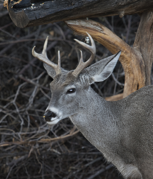 Odocoileus