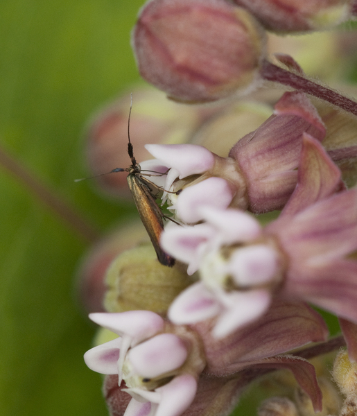 Lepidoptera