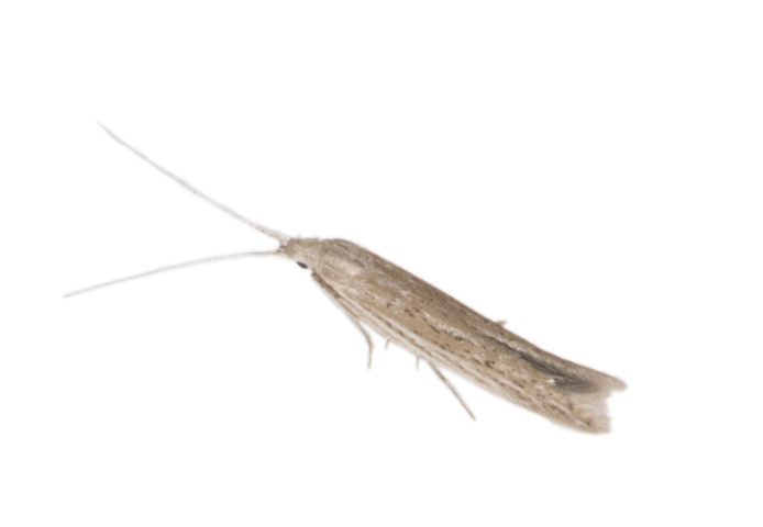 Photo of Coleophora quadruplex