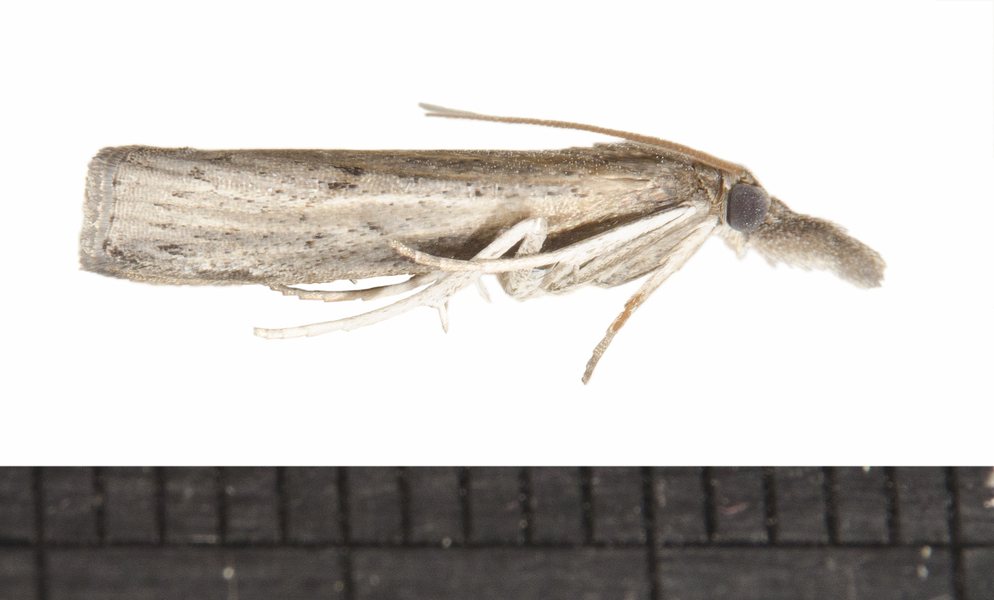 Crambidae