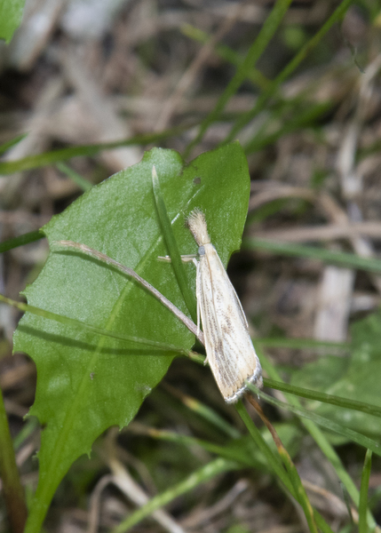 Agriphila6548