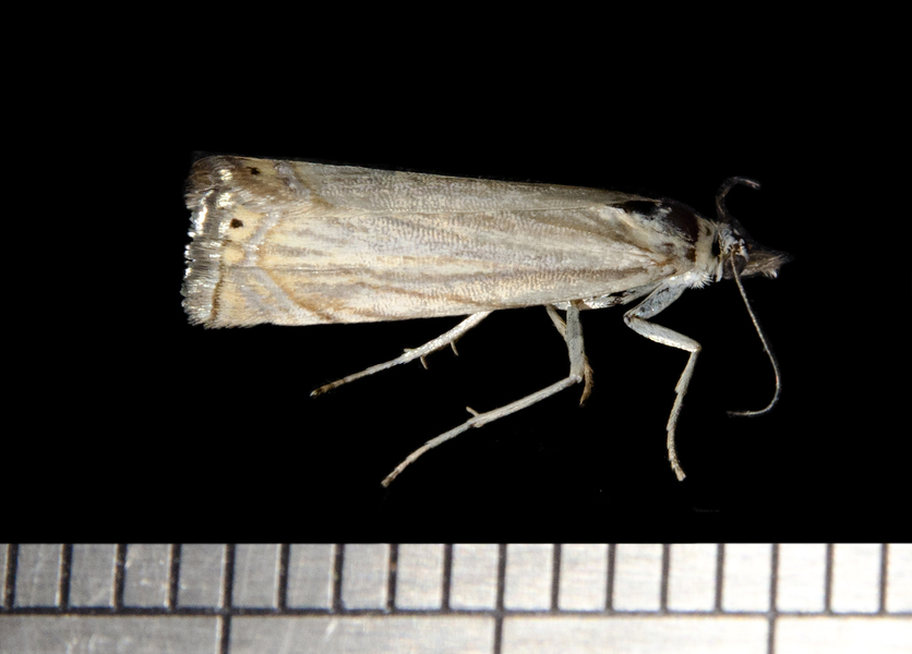 Crambidae