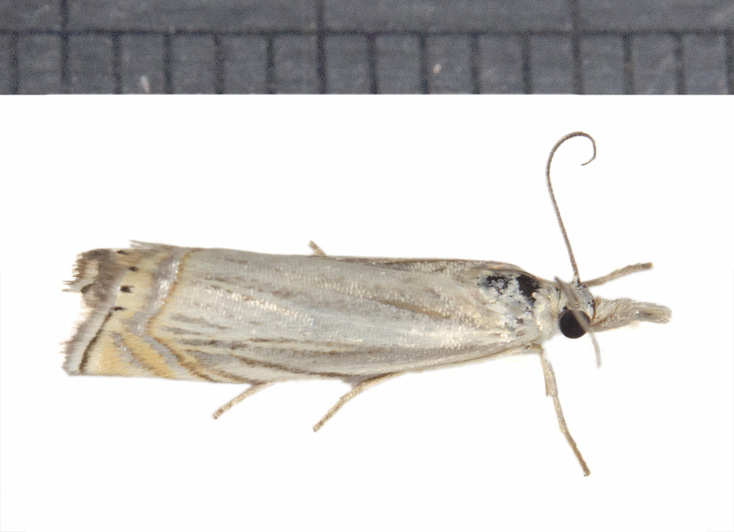 Pyraloidea