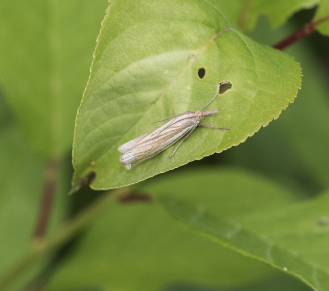 Crambidae