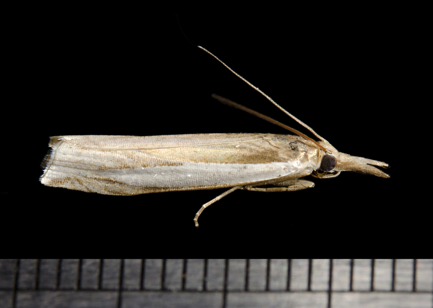 Crambidae