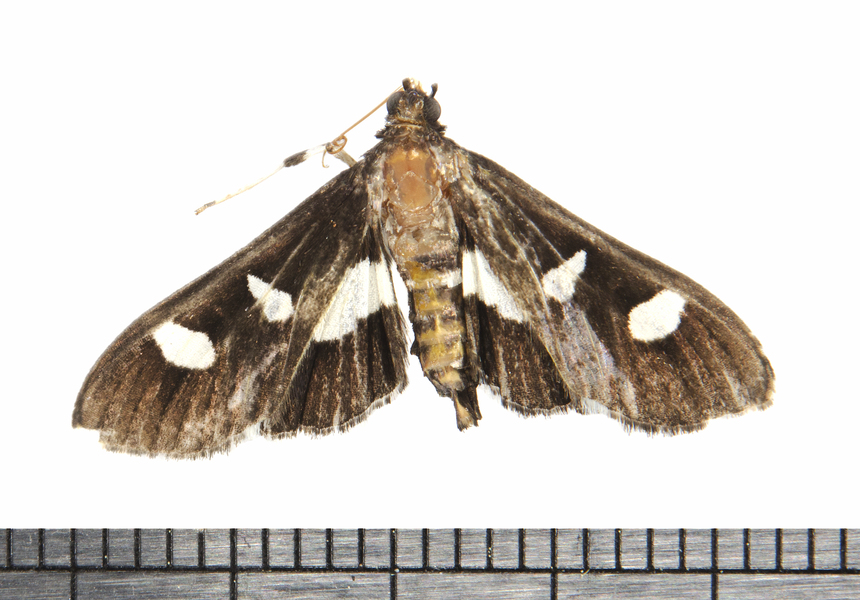 Crambidae