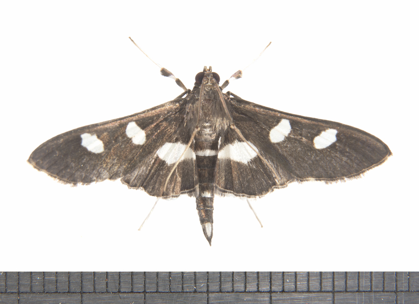 Crambidae