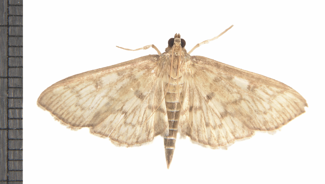 Crambidae