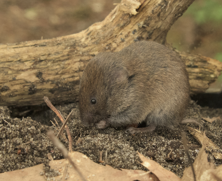 Microtus pinetorum