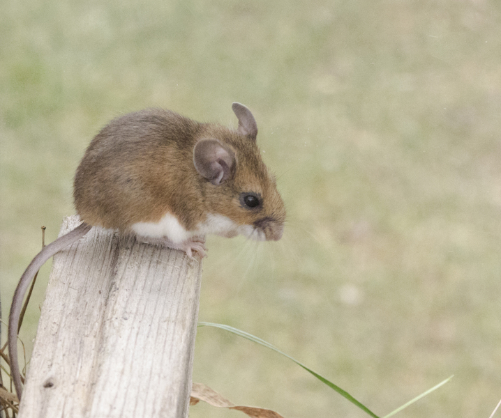 Peromyscus leucopus