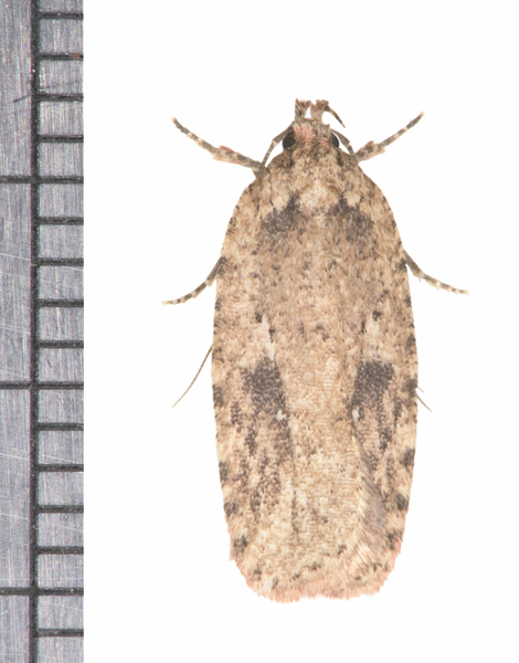 Agonopterix6658