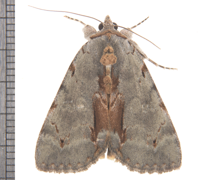 Noctuidae