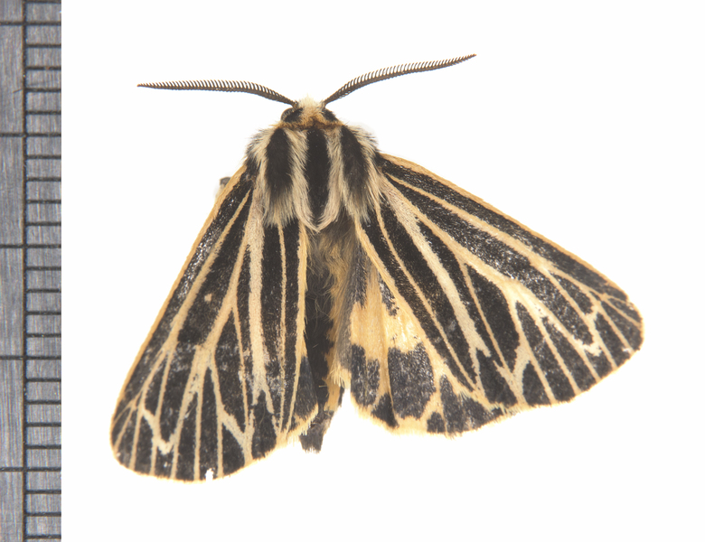 Noctuoidea