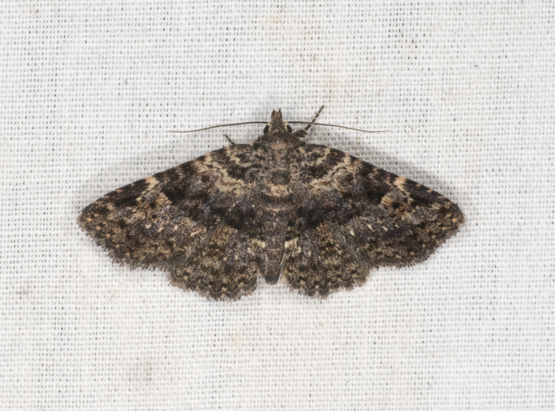 Noctuidae