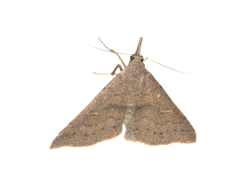 Noctuidae