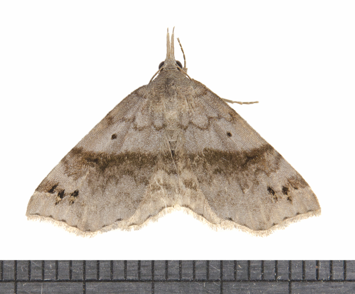 Noctuidae