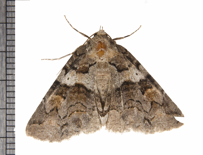 Noctuoidea