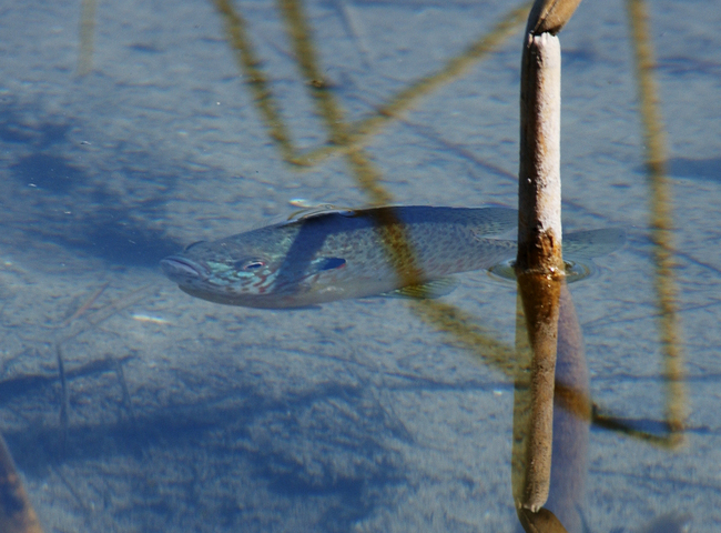 Photo of Lepomis macrochirus