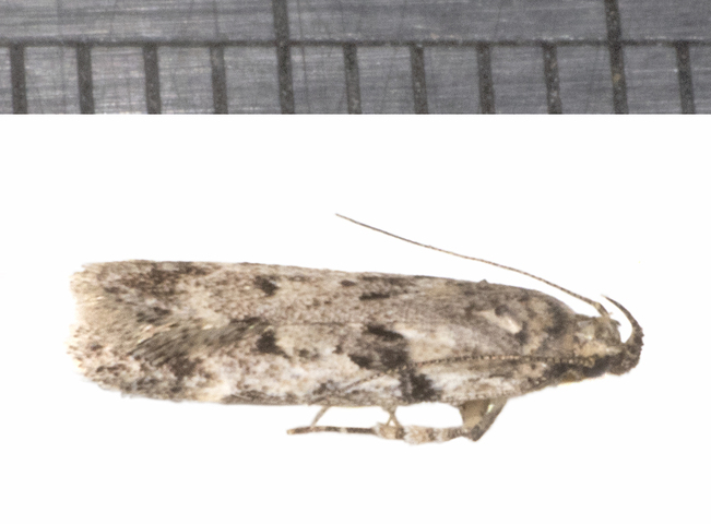 Photo of Gelechiidae