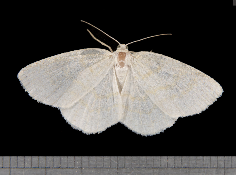 Geometridae