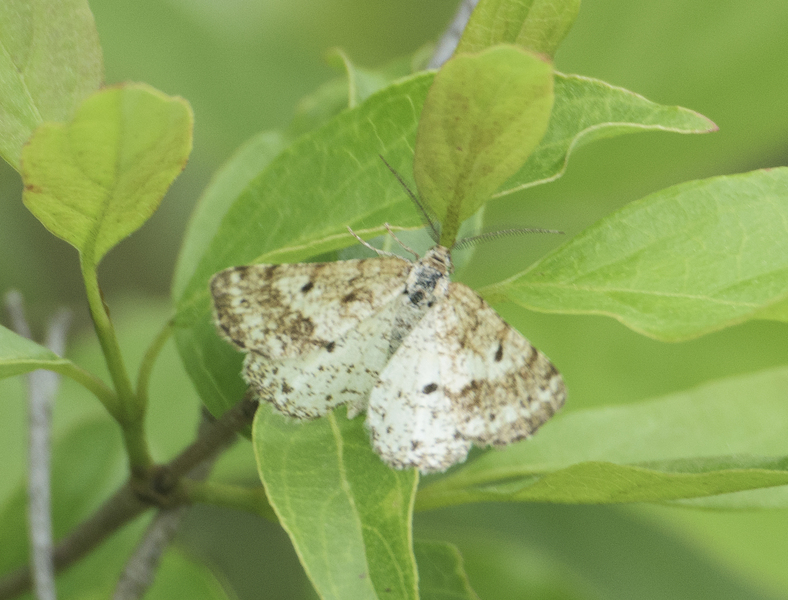 Lepidoptera