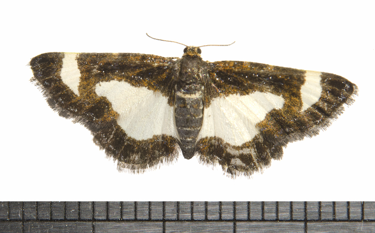 Photo of Heliomata cycladata