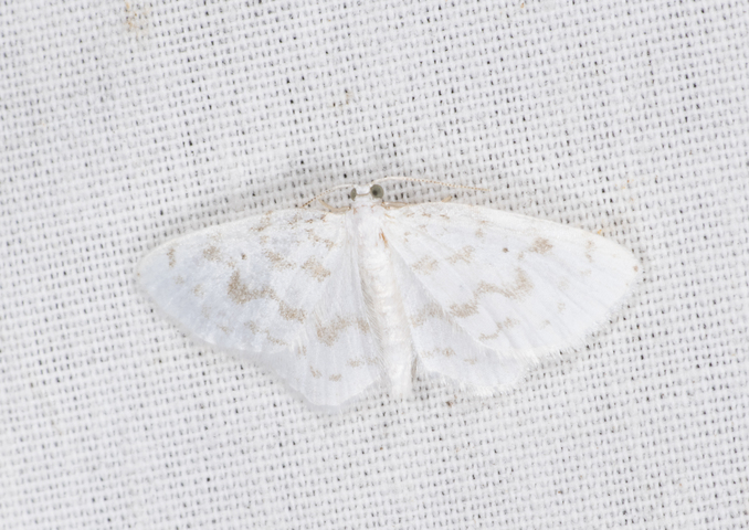 Photo of Hydrelia albifera