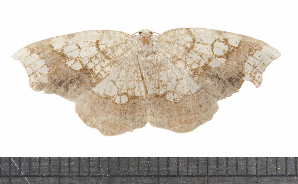 Geometridae