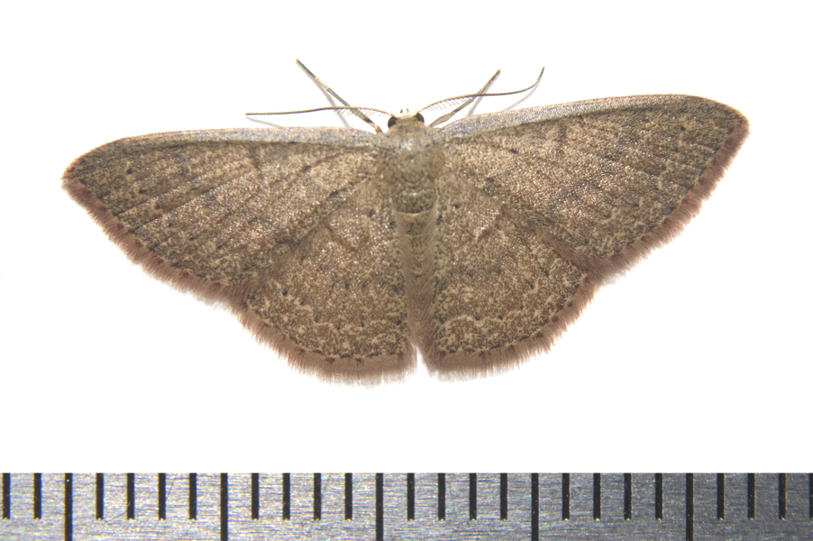 Geometridae