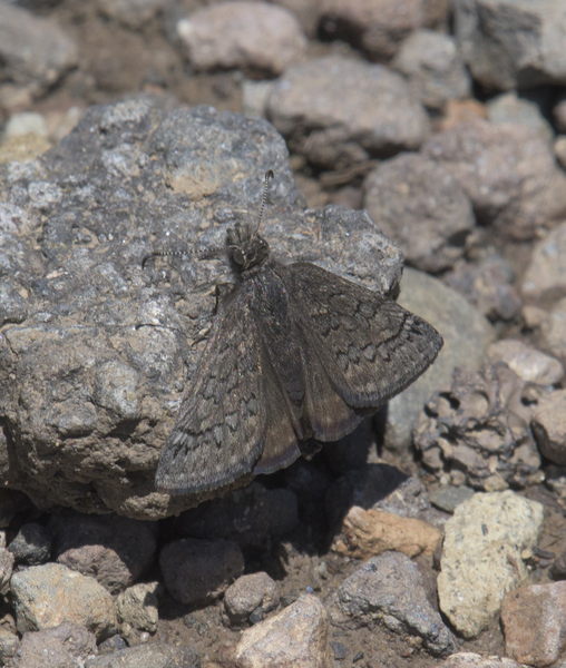 Lepidoptera