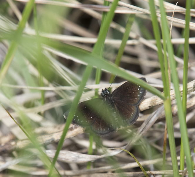 Lepidoptera